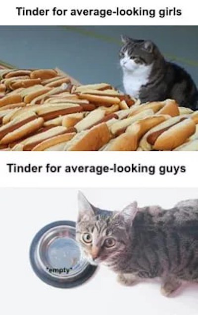 cat hot dog funny tinder meme