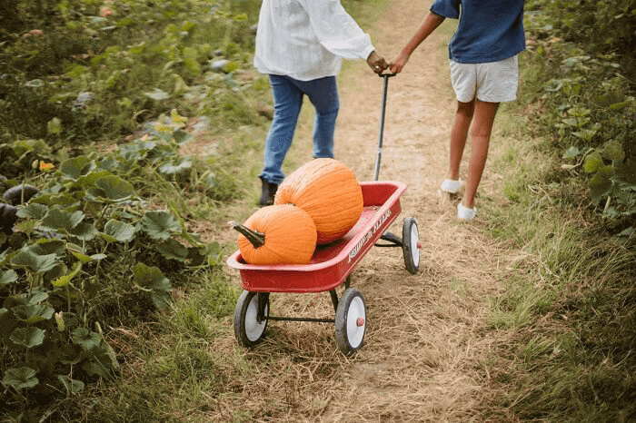 Halloween Date Ideas to Make You Shriek - pumpkin patch date